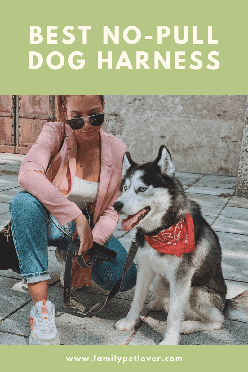 Best No Pull Dog Harness for Large Dogs