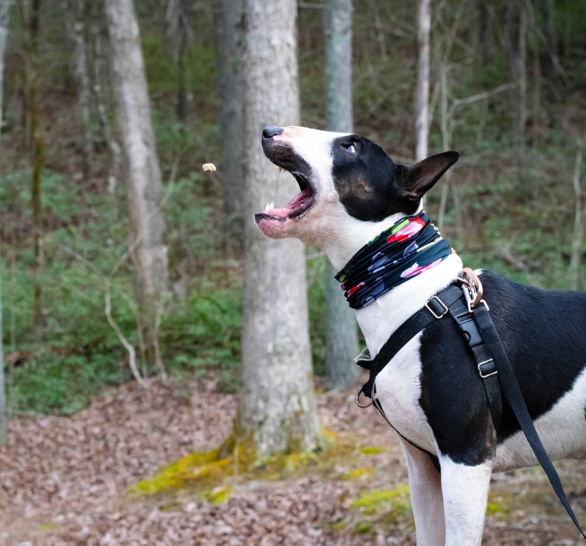 Best Dog Training Treats Family Pet Lover